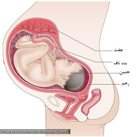 وضعیت جنین در هفته سی و هفتم بارداری