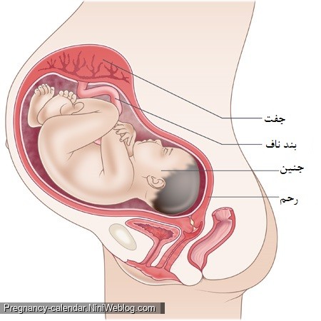 وضعیت جنین در هفته سی و ششم بارداری