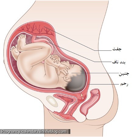 وضعیت جنین در هفته سی و پنجم بارداری