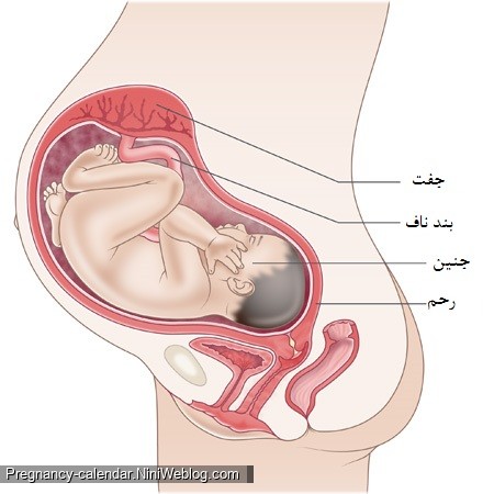 وضعیت جنین در هفته سی و چهارم بارداری