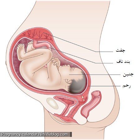 وضعیت جنین در هفته سی و سوم بارداری