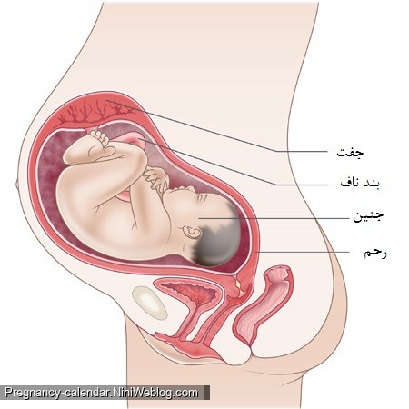 وضعیت جنین در هفته سی و دوم بارداری