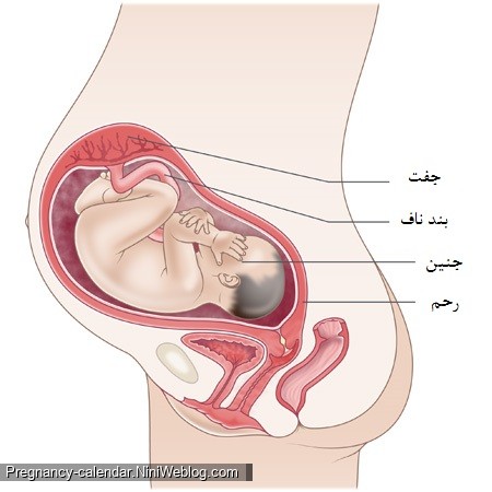 وضعیت جنین در هفته سی و یکم بارداری
