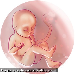 وضعیت جنین در هفته 31 بارداری