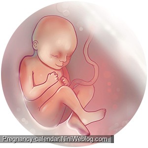 وضعیت جنین در هفته 30 بارداری