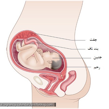 وضعیت جنین در هفته سی و ام بارداری