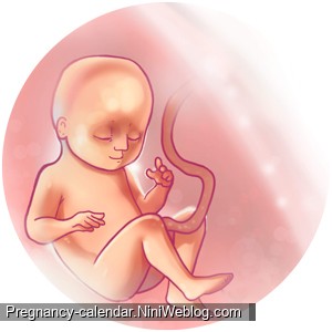 وضعیت جنین در هفته 27 بارداری