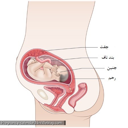 وضعیت جنین در هفته بیست و ششم بارداری