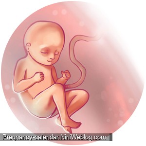 وضعیت جنین در هفته 26 بارداری