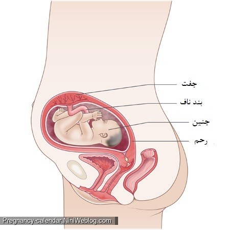 وضعیت جنین در هفته بیست و پنجم بارداری