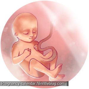 وضعیت جنین در هفته 25 بارداری