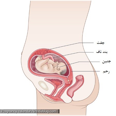 وضعیت جنین در هفته بیست و چهارم بارداری