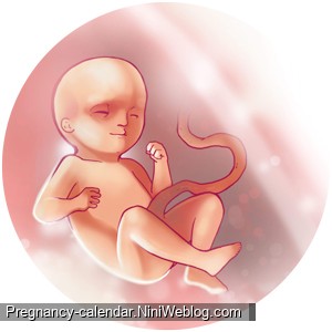وضعیت جنین در هفته 24 بارداری