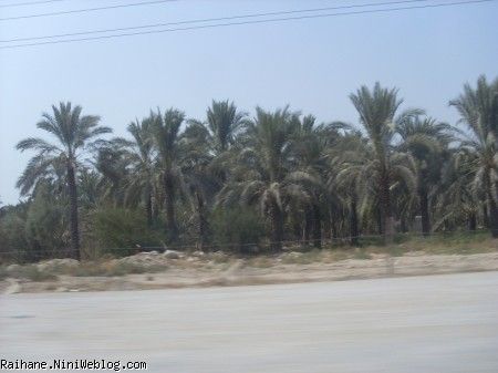 نماد شهر بوشهر