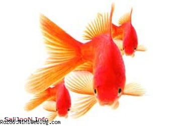 دوست دارین ماهی قرمزتون تا سال آینده بمونه 