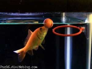 باهوش ترین ماهی قرمز دنیا