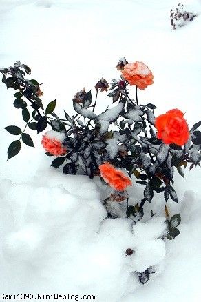 گل های یخ زده