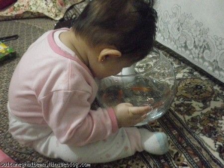 ترنم و تنگ ماهیها