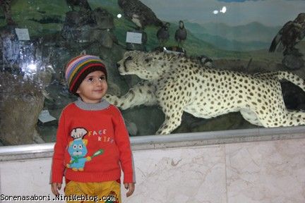 موزه حیات وحش زنجان