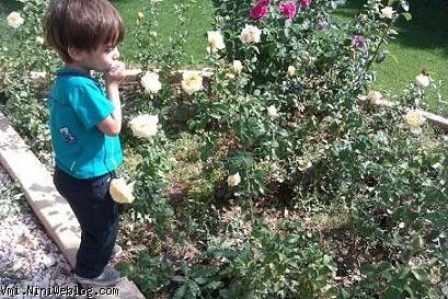 ایلیا در حال بو کردن گل