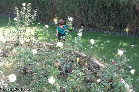 ایلیا در حال چیدن گل