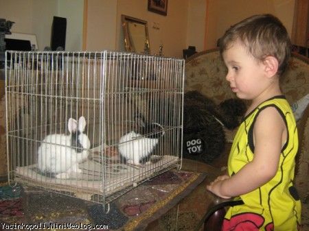 خرگوشهای یاسین جونم