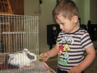کاهو دادن به خرگوشها