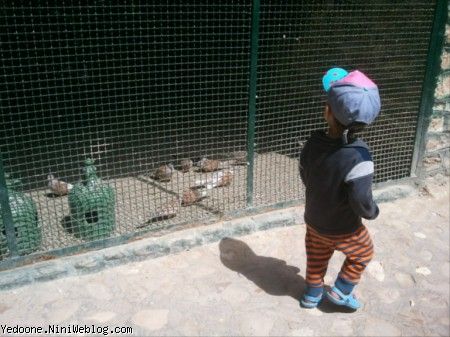 بوشهر باغ پرندگان 22ماهگی