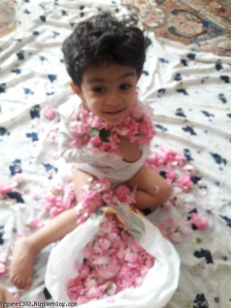 گل گلاب محمدی صلوات