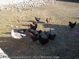 غاز تنها و مرغها