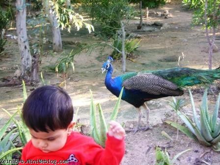 طاووس خانوم به دنبال زینب