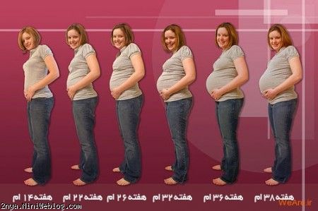 ماه های بارداری