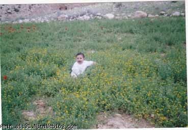 عید 81