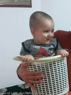 سبد