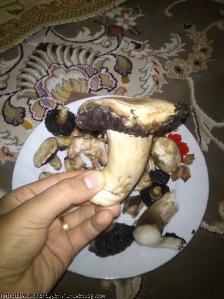 گنده
