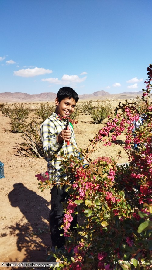 زرشک چینی امسال