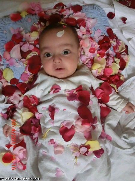 گل و گلها