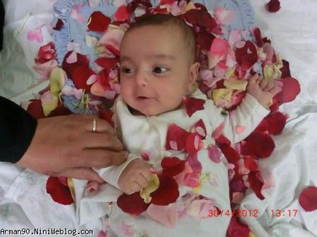 گل و گلها