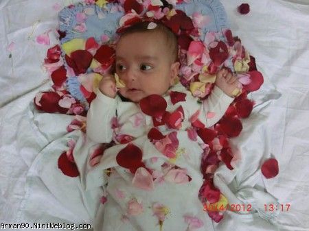 گل و گلها