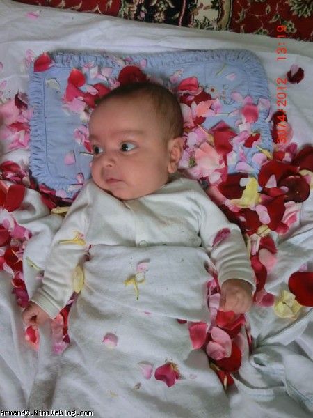 گل و گلها
