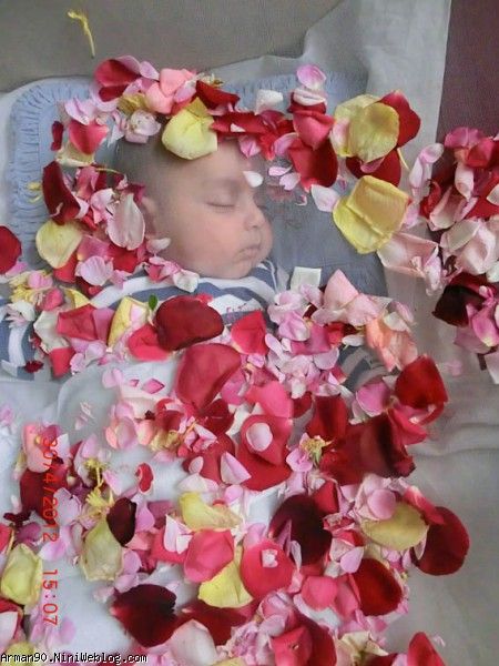 گل و گلها