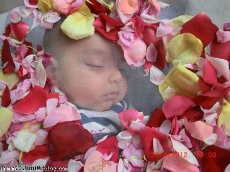 گل و گلها