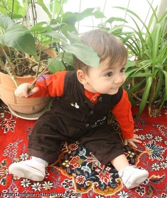 فلفلی 