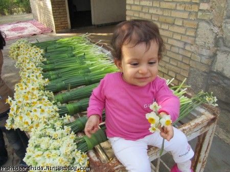 آرشیدا و گل های نرگس