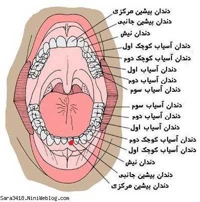 دندون