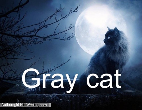 Gray cat Introduction