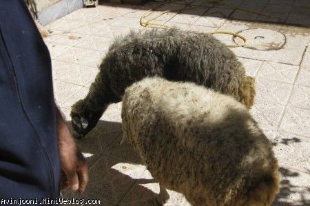 اینا هم گوسفندهای قربونی برای آوین
