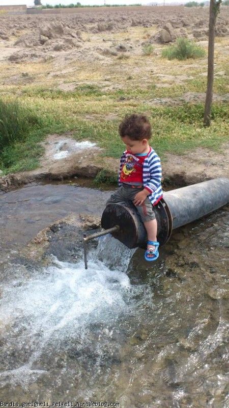 بردیا قلقلی فلفلی