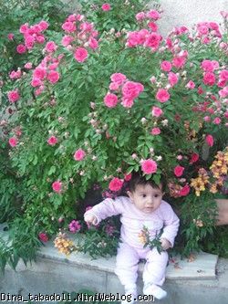 dina