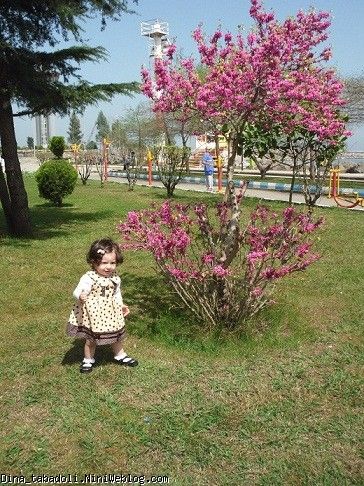 dina